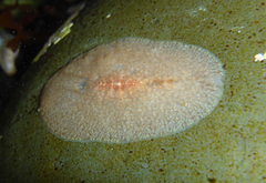 Kaburakia excelsa