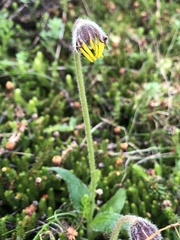 Arnica griscomii