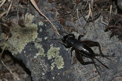 Gryllus leei