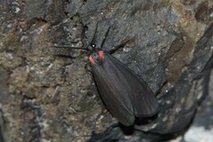 Lycomorpha splendens