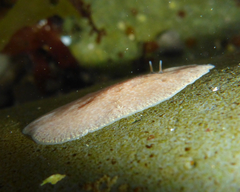 Kaburakia excelsa