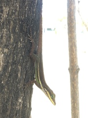 Anolis bimaculatus