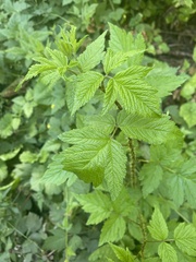 Rubus laciniatus