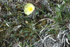Papaver macounii discolor