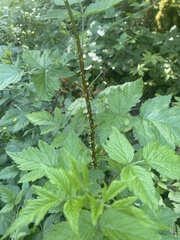 Rubus laciniatus