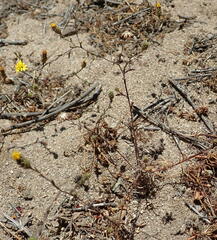 Lessingia pectinata pectinata