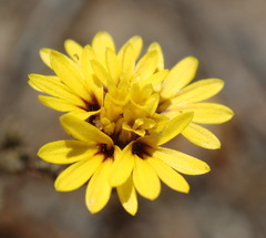 Lessingia pectinata pectinata