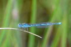 Erythromma lindenii