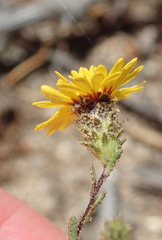 Lessingia pectinata pectinata