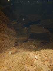 Pimephales notatus