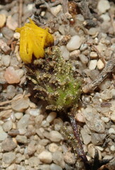 Lessingia pectinata pectinata