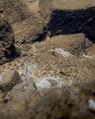 Pimephales notatus