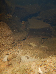 Pimephales notatus