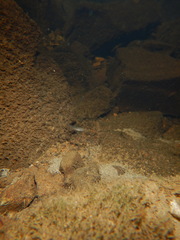 Pimephales notatus