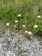 Erigeron dolomiticola