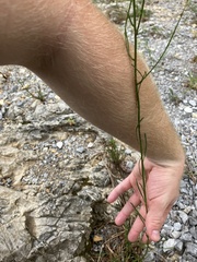 Erigeron dolomiticola