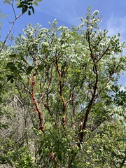 Pseudosmodingium perniciosum