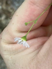 Erigeron dolomiticola