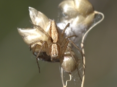Oxyopes kraepelinorum