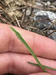 Erigeron dolomiticola