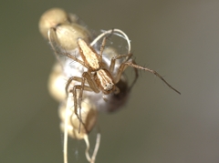 Oxyopes kraepelinorum