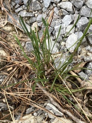 Erigeron dolomiticola