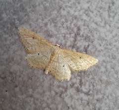 Idaea elongaria