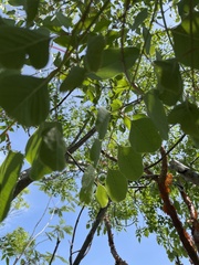 Pseudosmodingium perniciosum