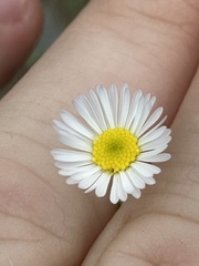 Erigeron dolomiticola