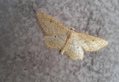 Idaea elongaria