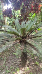Cycas circinalis