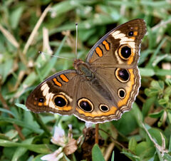 Junonia coenia