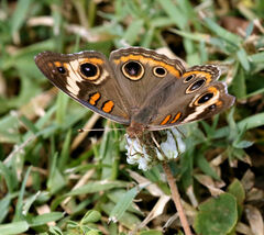 Junonia coenia