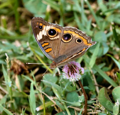 Junonia coenia
