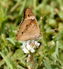 Junonia coenia