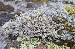 Stereocaulon vesuvianum