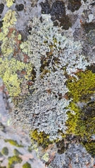 Stereocaulon vesuvianum