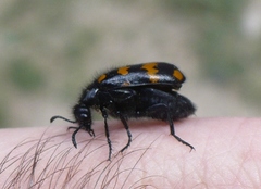 Hycleus polymorphus