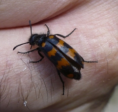Hycleus polymorphus