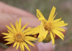 Heterotheca angustifolia