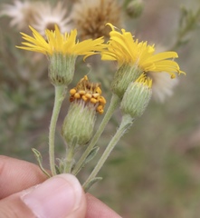Heterotheca angustifolia
