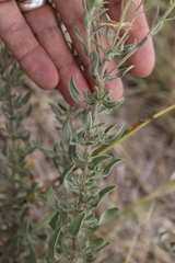 Heterotheca angustifolia