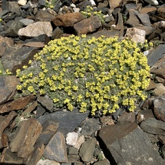 Draba densifolia