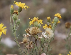 Heterotheca angustifolia