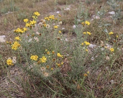 Heterotheca angustifolia