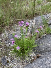 Liatris oligocephala