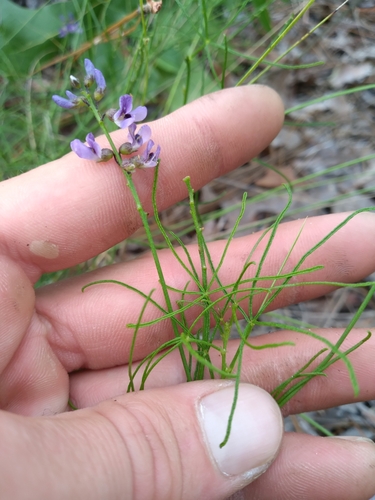 Image of Orbexilum lupinellus by (c) Scott Ward, some rights reserved (CC BY)