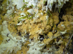 Trichoderma citrinum