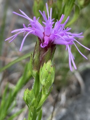 Liatris oligocephala