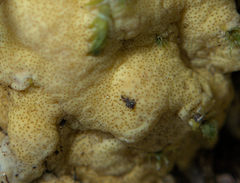 Trichoderma citrinum